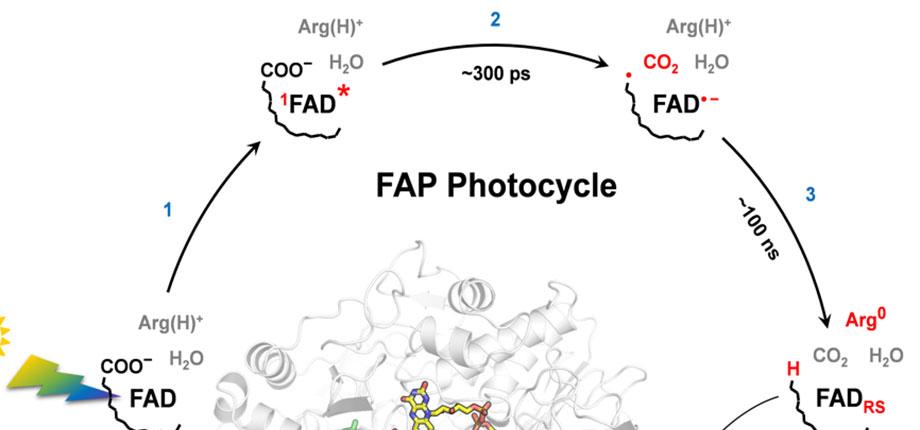Une enzyme prometteuse pour la chimie verte dans Science