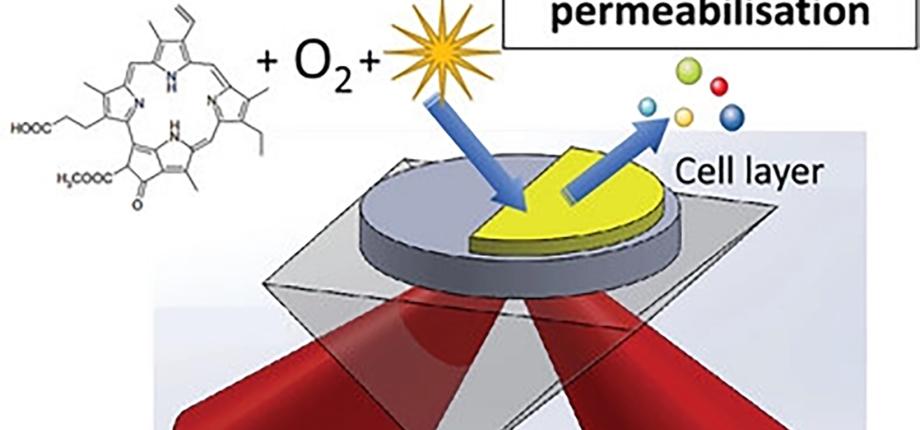Observer l’eau des cellules pour suivre les traitements anticancéreux qui utilisent la lumière