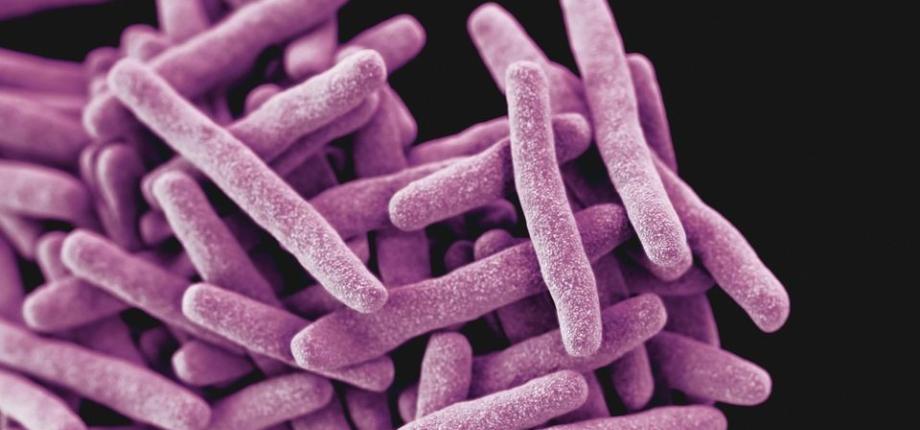 Des défauts dans les gènes de réparation de l’ADN favorisent l’émergence de la résistance aux antimicrobiens chez Mycobacterium tuberculosis