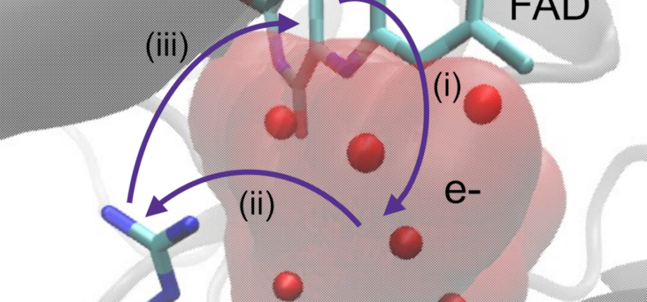 Spectroscopie femtoseconde et modélisation moléculaire révèlent de nouveaux aspects de la photochimie des flavines