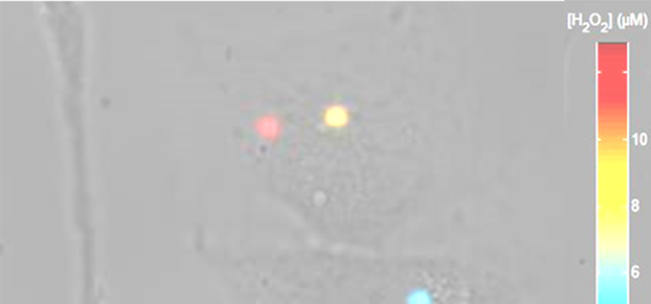 Cell signaling nanoimaging