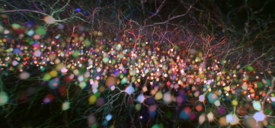 Brain-wide multicolor 2P microscopy