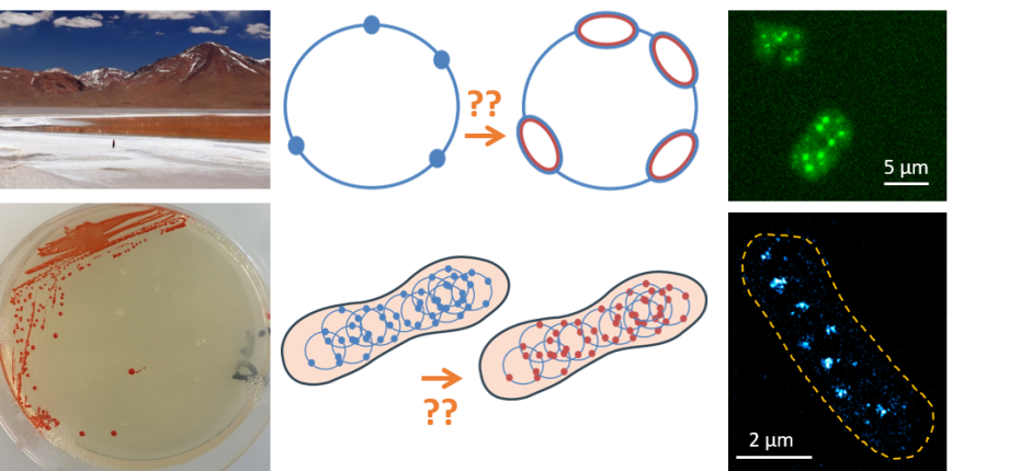 Replication in archaea