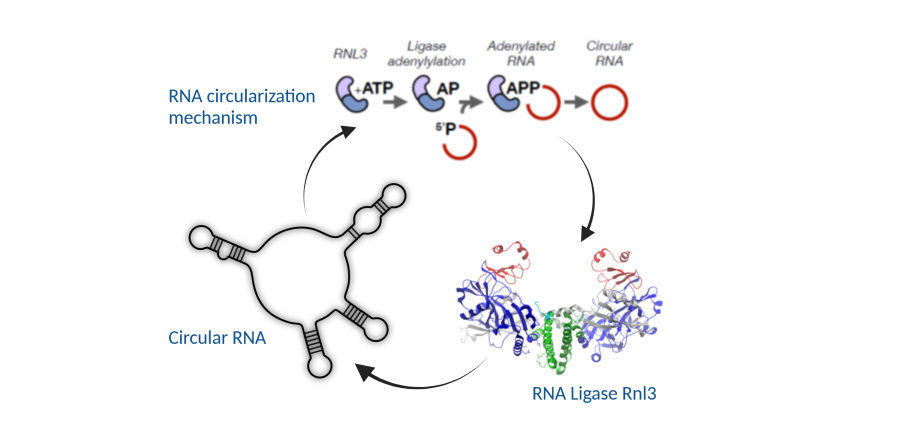 Functions and diversity  of circular RNAs in archaea
