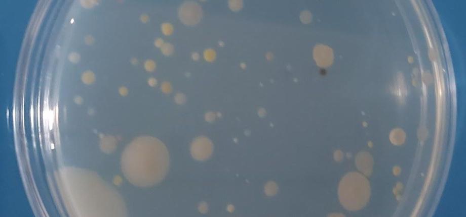 Adaptation microbienne