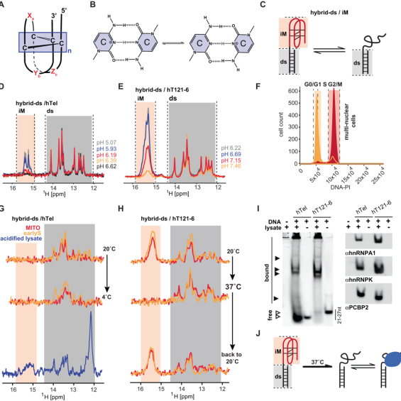 Le i-motif d'ADN serait rare chez l'homme
