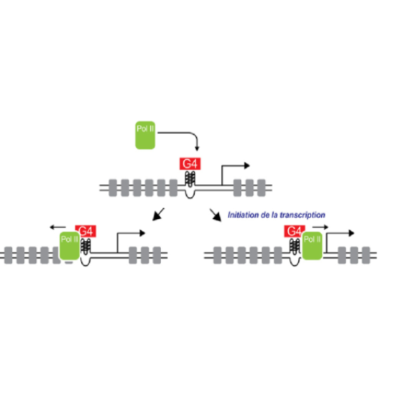 Au-delà de la séquence : quand la structure de l’ADN régule les gènes