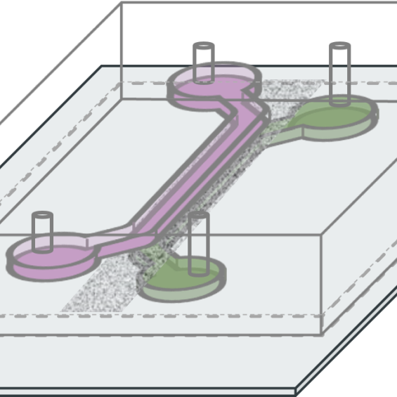 Microfluidique et organes sur puce