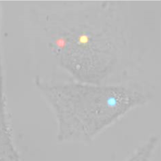 Nanoimagerie de la signalisation cellulaire