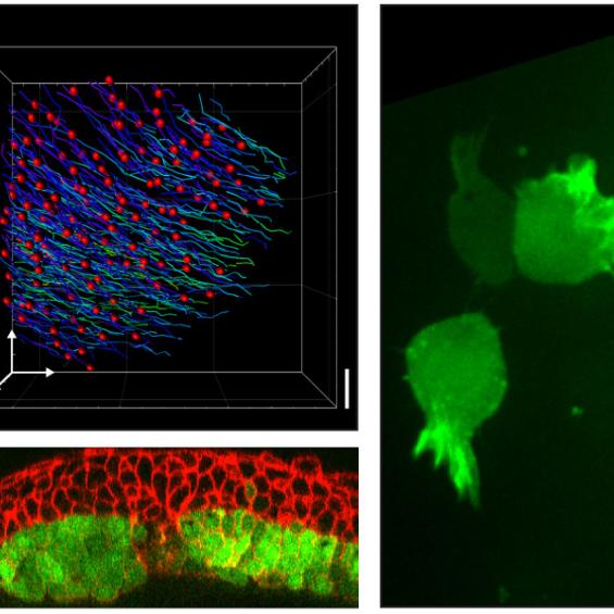 Cell migration and morphogenesis in the early embryo