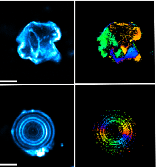 Nonlinear polarimetry