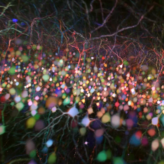 Brain-wide multicolor 2P microscopy