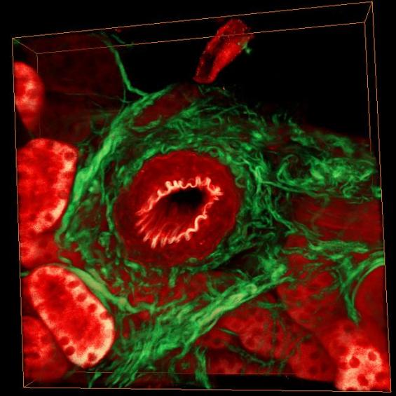 Second harmonic generation in skin and cornea