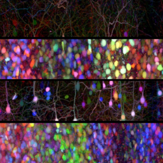 Polytechnique bioimaging facility / Morphoscope