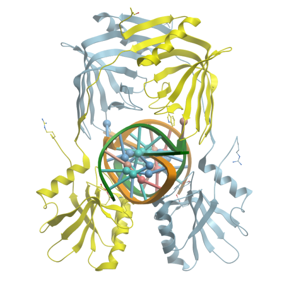 Réparation ADN chez les procaryotes
