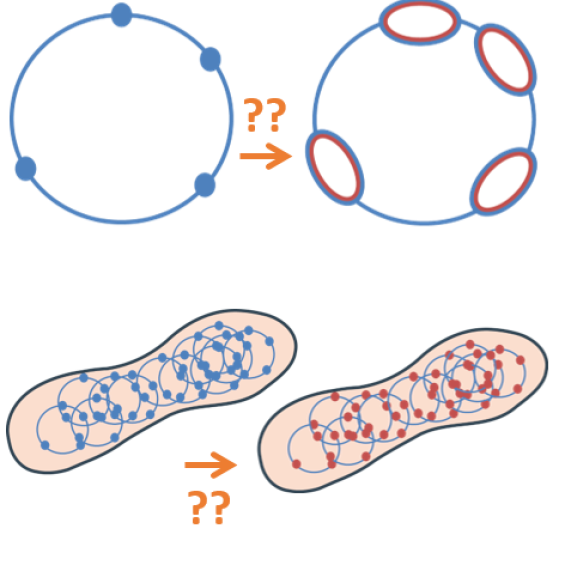 Replication in archaea