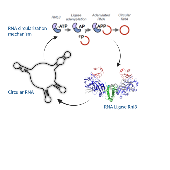 Functions and diversity  of circular RNAs in archaea