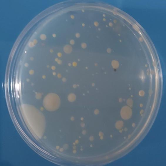 Adaptation microbienne