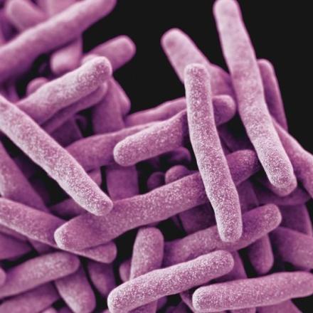 Des défauts dans les gènes de réparation de l’ADN favorisent l’émergence de la résistance aux antimicrobiens chez Mycobacterium tuberculosis
